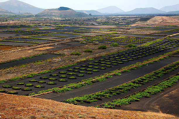 istock cultivation home viticulture  spain la geria vine screwcrops  b 469902081