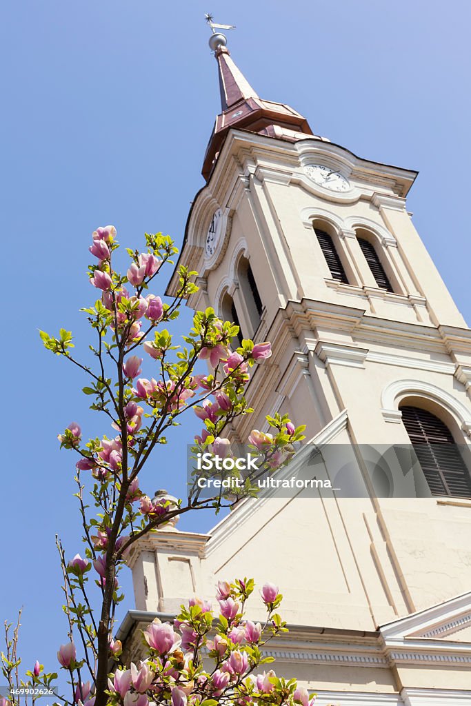 The Reformed Church in Oradea View of The Reformed Church with magnolia tree in Oradea. Change Stock Photo