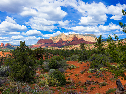 View to a red rock formation in the background and trees, bushes and cactuses in the foreground. Location is near Sedona, Arizona, near Schnebly Hill Road.