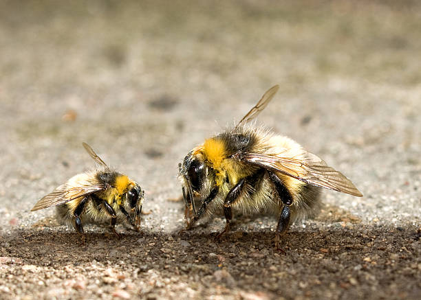 Bees stock photo