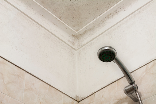 Moldy corner in a shower room or bathroom with an out of focus shower head in the lower left of the image. The ceiling and wall are covered with dirty mold.