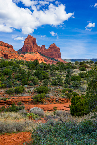 View to a red rock formation in the background and trees, bushes and cactuses in the foreground. Location is near Sedona, Arizona, near Schnebly Hill Road.