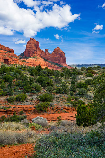 Sedona Red Rocks View to a red rock formation in the background and trees, bushes and cactuses in the foreground. Location is near Sedona, Arizona, near Schnebly Hill Road. coconino national forest stock pictures, royalty-free photos & images