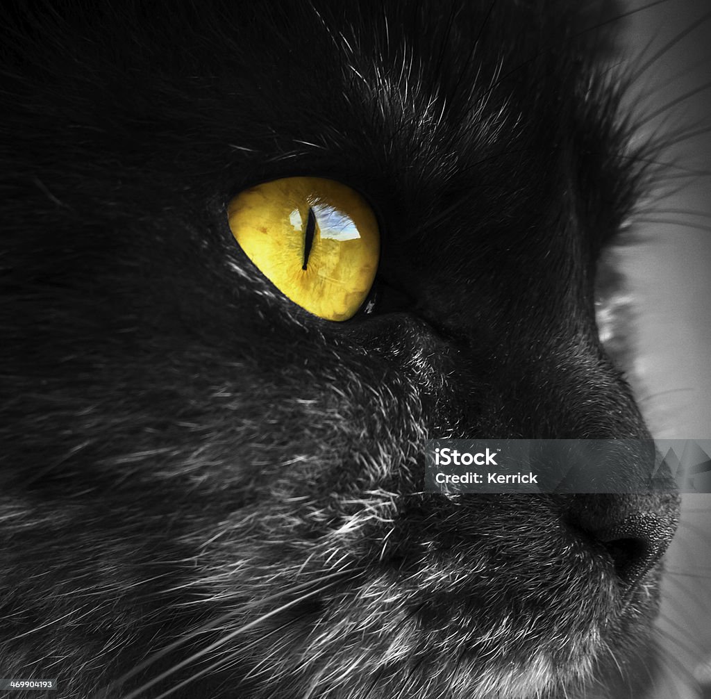eye einer cat-Farbe key - Lizenzfrei Bernstein Stock-Foto