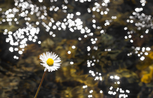 single daisy in front of running stream water with sunlight gleam from surface in background. photo taken in springtime, with dslr camera.