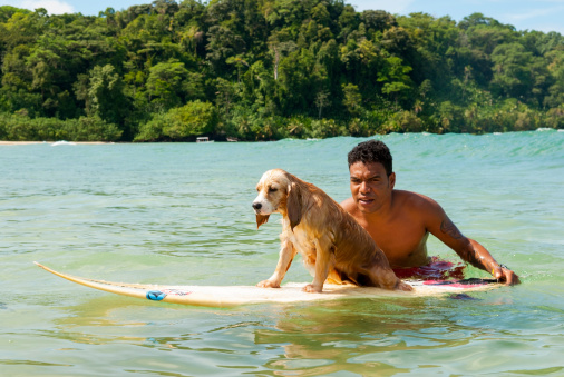 Bocas del Toro, Panama - October 19, 2008: A Panamanian man teaches his skeptical dog how to surf at Wizard Beach on Isla Bastimentos in the Bocas del Toro, Panama.