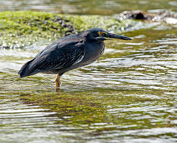 Lava Heron on alert, Galapagos islands, Ecuador Lava Heron stands motionless but alert on the gritty foreshore of the rocky volcanic coastline, Galapagos Islands, Ecuador lava heron bird galapagos islands ecuador stock pictures, royalty-free photos & images