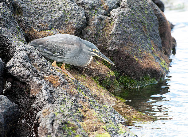 Lava Heron waiting for dinner, Galapagos Islands, Ecuador Lava Heron stands motionless and attentive on the lava foreshore of the rocky volcanic coastline, Galapagos Islands, Ecuador lava heron bird galapagos islands ecuador stock pictures, royalty-free photos & images