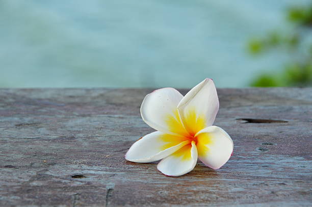 istock temple tree on the wood floor 469905884