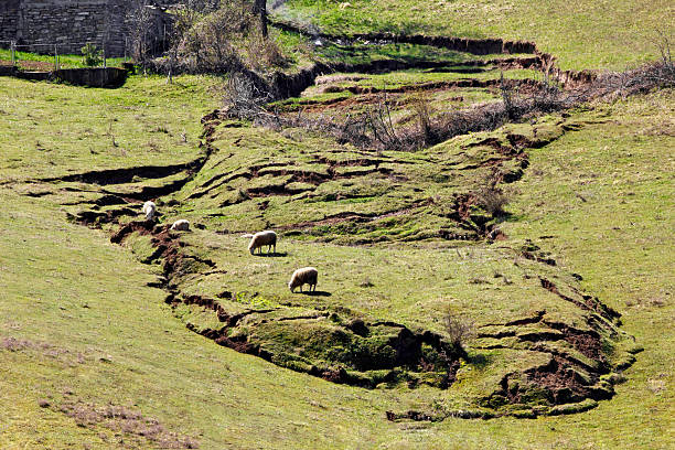 One curious stray sheep on a mountain pasture in spring, in Transylvania region, Romania.