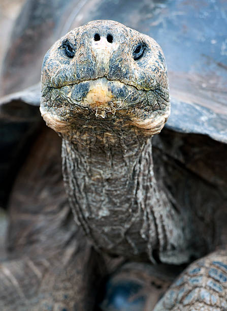 istock Smile for the camera! Giant Tortoise, Galapagos Islands, Ecuador 469906424