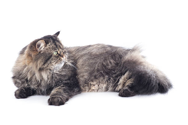istock Persian cat lies 469906620