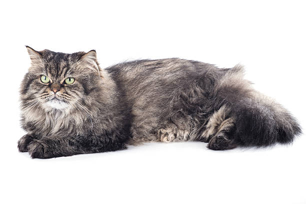 istock Persian cat lies 469906622