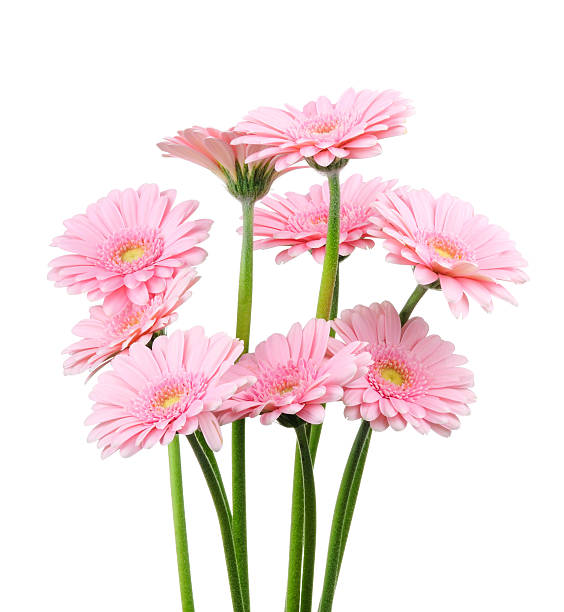 istock Bunch of gerber flowers 469907320