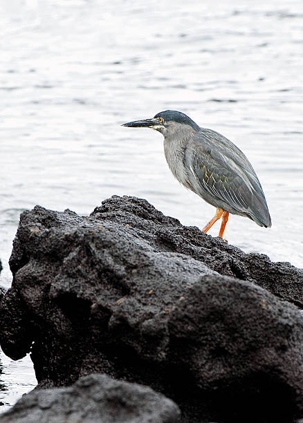 Lava Heron on rocky volcanic coastline, Galapagos Islands, Ecuador Attentive Lava Heron stands motionless on the rough, rocky volcanic coastline, Galapagos Islands, Ecuador lava heron bird galapagos islands ecuador stock pictures, royalty-free photos & images