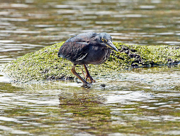 Wading Lava Heron, Galapagos Islands, Ecuador Attentive Lava Heron stands motionless on the gritty foreshore of the rocky volcanic coastline, Galapagos Islands, Ecuador lava heron bird galapagos islands ecuador stock pictures, royalty-free photos & images