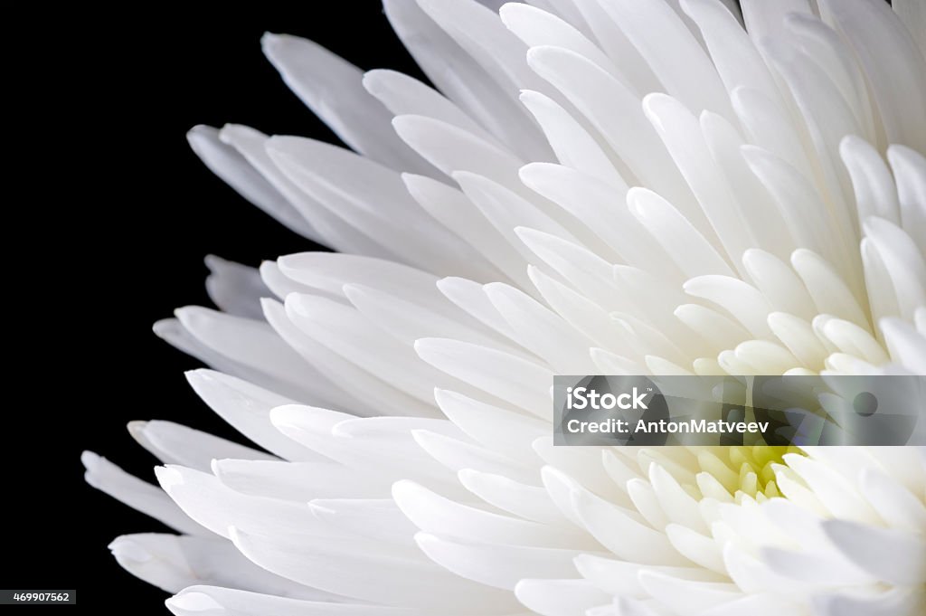 White chrysanthemum White chrysanthemum flower with translucent petals isolated on black background, closeup 2015 Stock Photo