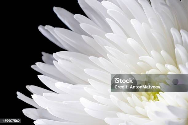 White Chrysanthemum Stock Photo - Download Image Now - 2015, Abstract, Aromatherapy