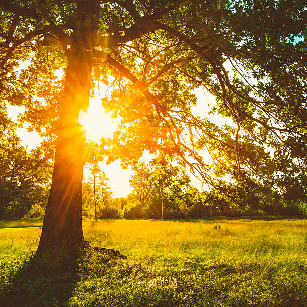 istock Summer Sunny Forest Trees And Green Grass. Nature Wood Sunlight 469907638