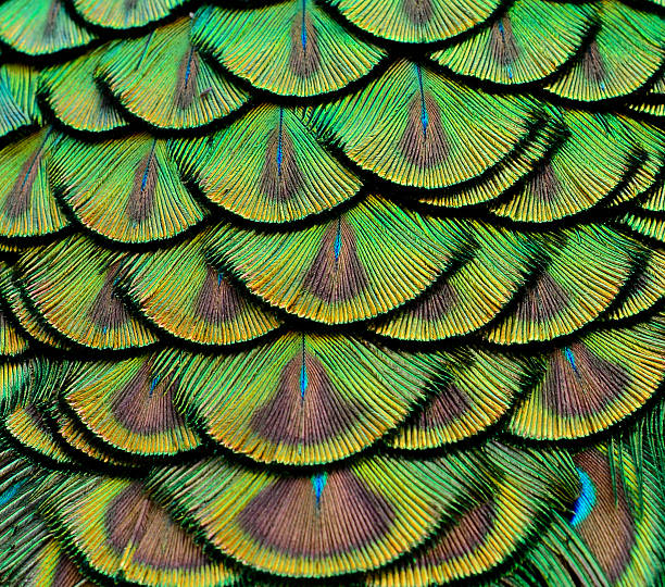 istock Close up of Green Peacock Feathers for texture and design 469907954