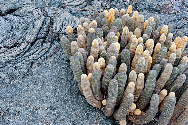 Succulent survivors, Lava Cactus in Galapagos Islands, Ecuador Lava folds and ripples of recent eruptions leave igneous extrusions and patterns across the volcanic landscape on which little grows except these lava cactus of distinctive shape and colour, Galapagos Islands, Ecuador lava cactus stock pictures, royalty-free photos & images