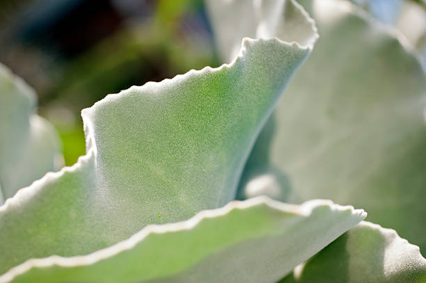 kalanchoe beharensis - elefantenohr stock-fotos und bilder