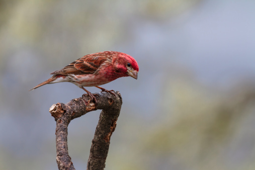 An closeup of a male Purple Finch in full breeding plumage--a very striking bird.  Highlighted against a gray background.