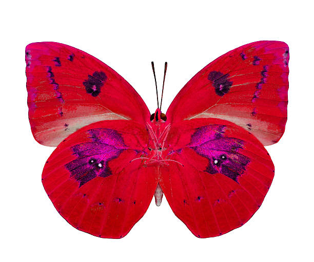 istock Beautiful Butterfly (Lemon Emigrant) isolated on white backgroun 469908362
