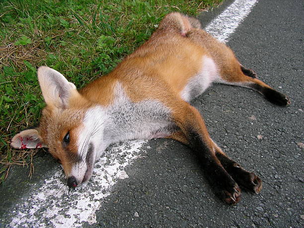 dead fox dead red fox autounfall stock pictures, royalty-free photos & images