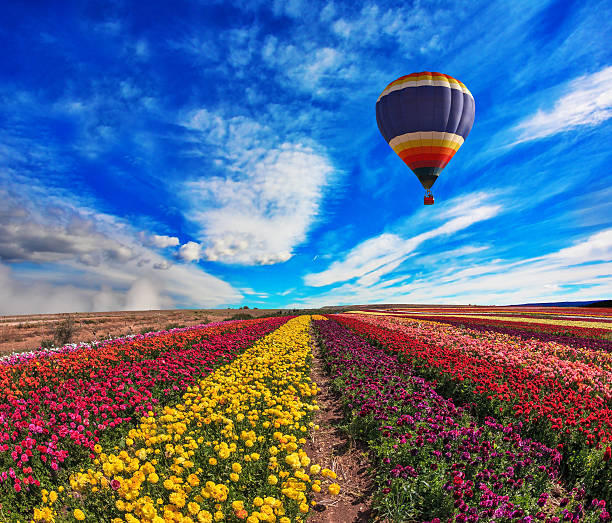 istock The colorful buttercups 469908746