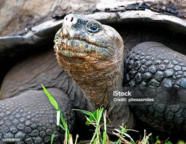 Who Are You Looking At Giant Tortoise Galapagos Islands Ecuador Stock Photo - Download Image Now