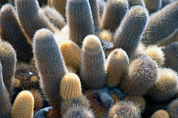 Spiney closeup, Lava Cactus, Galapagos Islands, Ecuador Lava folds and ripples of recent eruptions leave igneous extrusions and patterns across the volcanic landscape on which little grows except these lava cactus of distinctive shape and colour, Galapagos Islands, Ecuador lava cactus stock pictures, royalty-free photos & images
