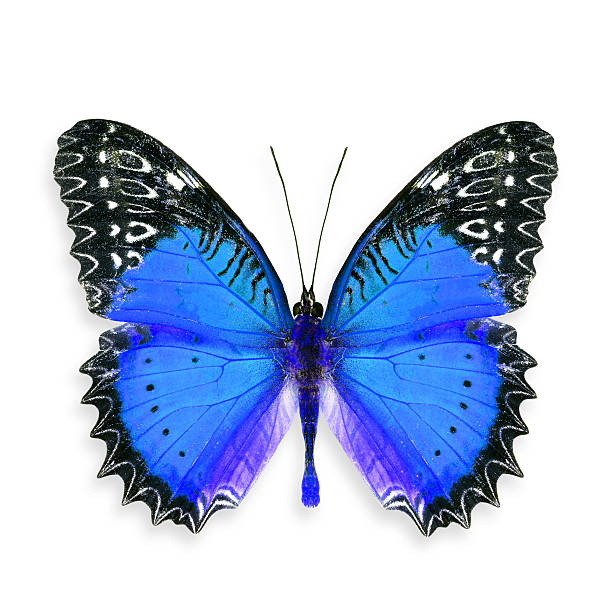 istock Beautiful Blue Butterfly, Colourful Butterfly 469909268