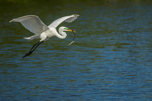 Great Egret flying over blue water in pond. He is carrying a stick with a feather attached to it.