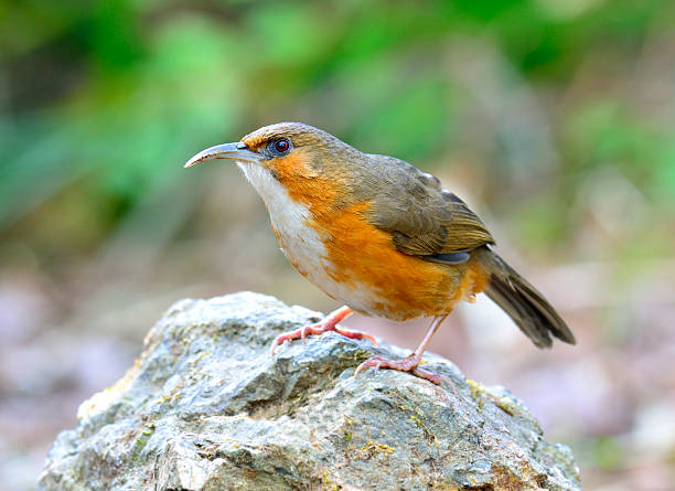 istock Beautiful long bills bird, Rusty-cheeked scimitar babbler, stand 469909800