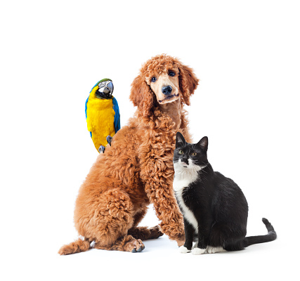Dog, cat and bird. A portrait of a group of domestic pet animal, including a red standard Poodle puppy, a black and white domestic medium hair cat and a colorful parrot, they are looking at the camera posing for the photo. Photographed in a horizontal format on a cut out white background.
