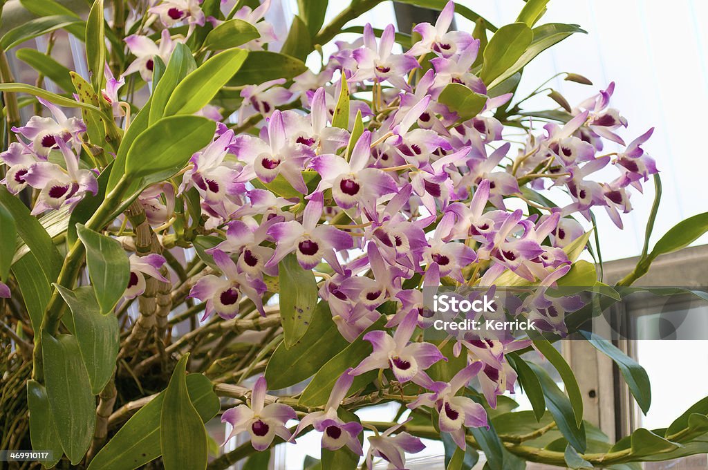 Blühenden Orchidee Dendrobium nobile - Lizenzfrei Dendrobium Stock-Foto