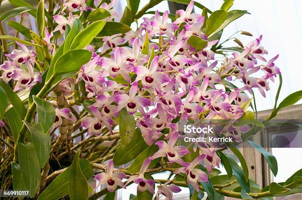 Blühenden Orchidee Dendrobium Nobile Stockfoto und mehr Bilder von Dendrobium - Dendrobium, Asien, Baumblüte