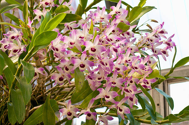 blooming orchid Dendrobium nobile a lot of blossoms of Dendrobium nobile orchid, homeland is China dendrobium orchid stock pictures, royalty-free photos & images
