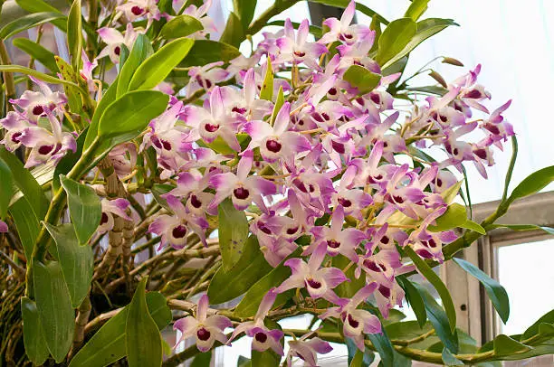 a lot of blossoms of Dendrobium nobile orchid, homeland is China
