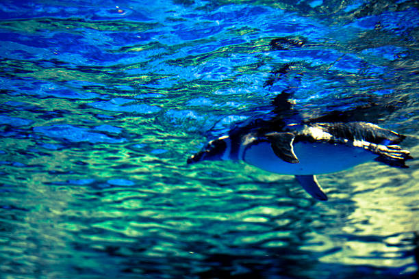 istock Penguin swimming in the water 469910366