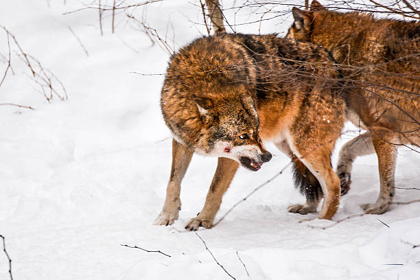 istock gray wolves in the snow 469910504