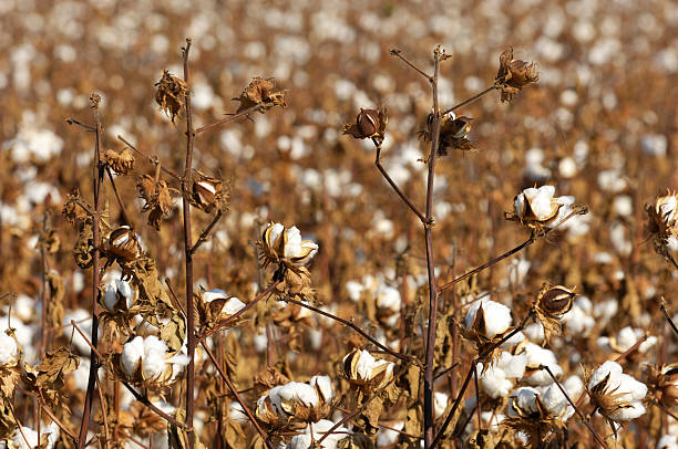 istock Field of Cotton Plants with Bolls Ready for Harvest 469910569