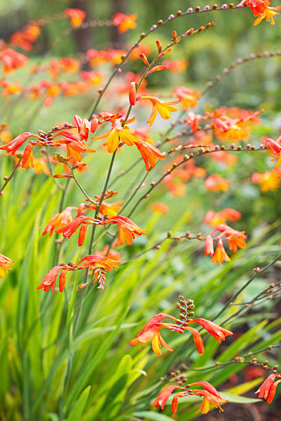 Orange croscomia flower Orange croscomia flower crocosmia stock pictures, royalty-free photos & images