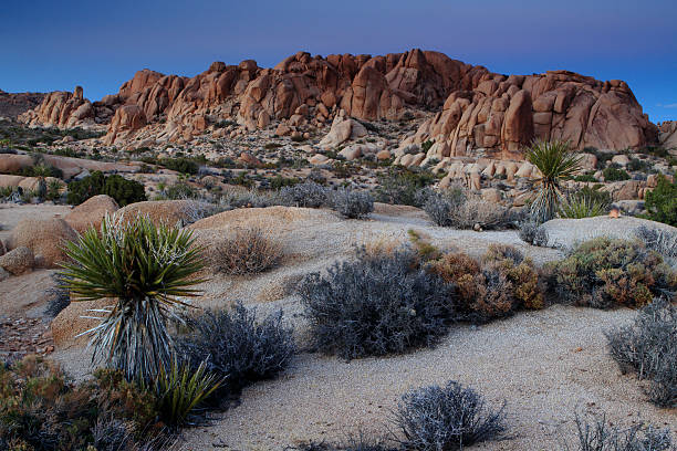 istock Twilight at Joshua Tree National Park 469910651