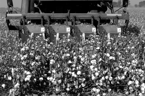 Close-up of cotton being harvested.  Black and white.