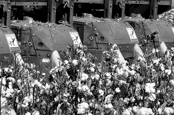 Close-up of cotton being harvested.  Black and white.