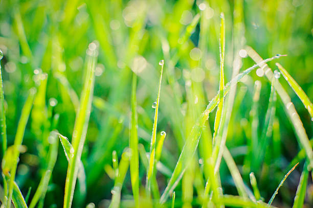 istock Raindrops on blades of grass 469911006