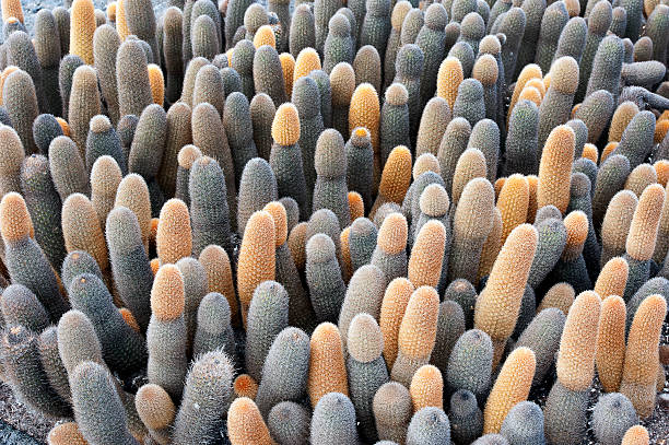 Lava cactus array, Galapagos Islands, Ecuador Lava folds and ripples of recent eruptions leave igneous extrusions and patterns across the volcanic landscape on which litte grows except these lava cactus of distinctive shape and colour, Galapagos Islands, Ecuador lava cactus stock pictures, royalty-free photos & images