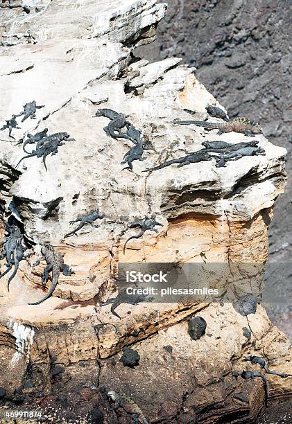 Galapagos Cliff Face Full Of Marine Iguanas Ecuador Stock Photo - Download Image Now